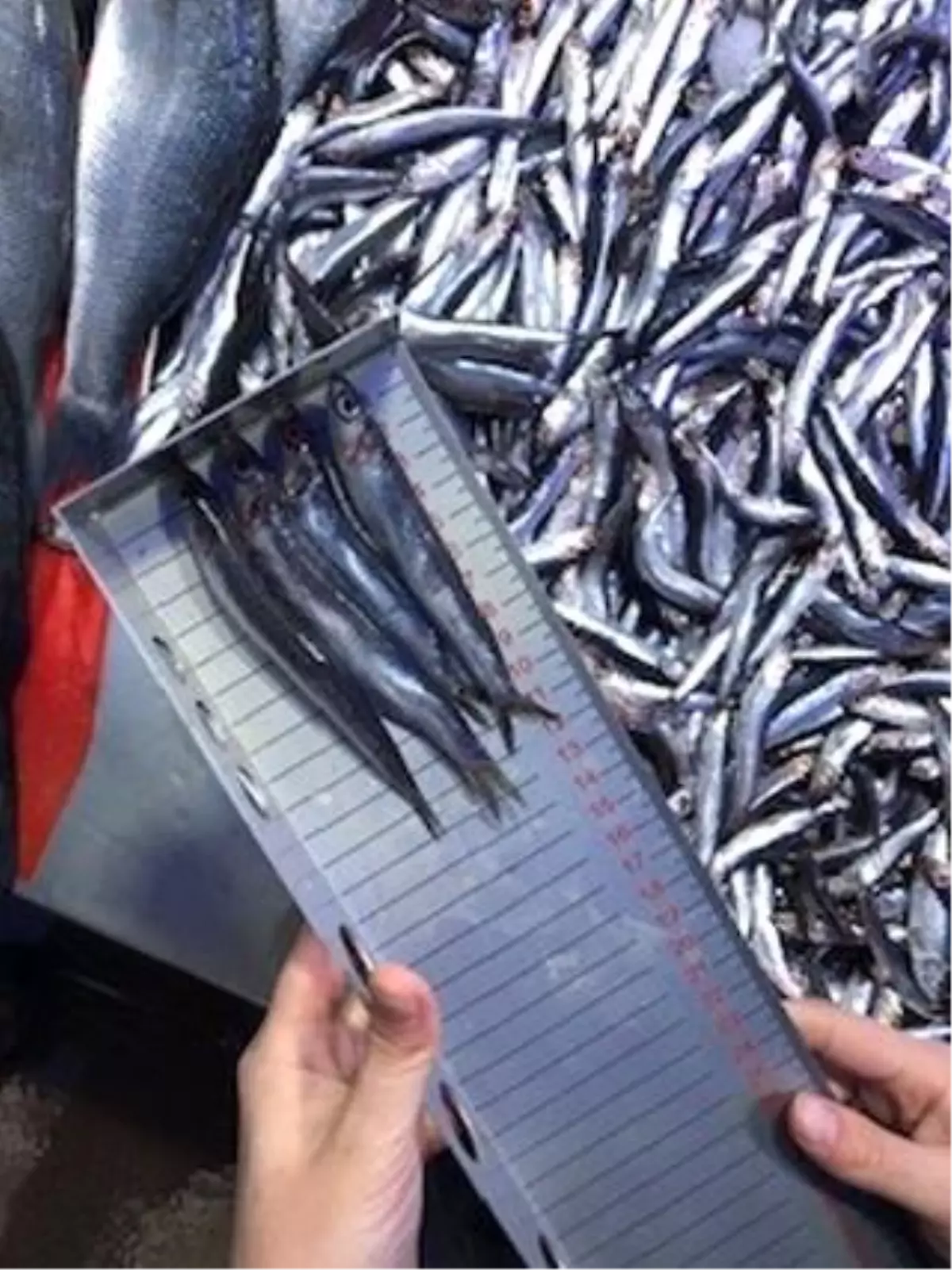 bilecikte balik satis yerlerine denetim kdZHSxwN