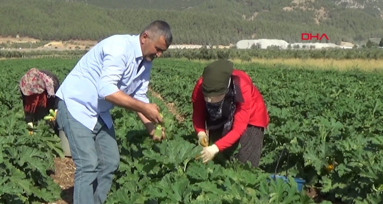 bir ekimde 4 ay boyunca hasat ediliyor kilosu 25 tlden tum dunyaya satiliyor 2Ki6711C