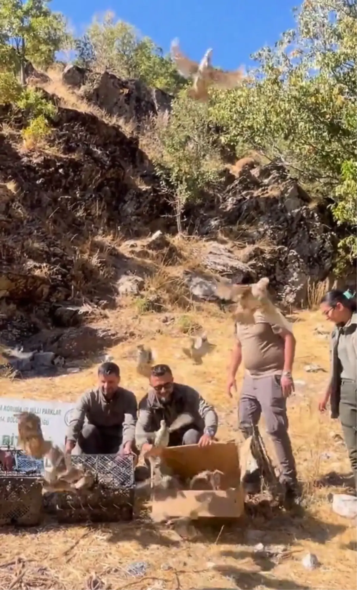 bitliste 90 kinali keklik dogaya salindi kjAMIr69