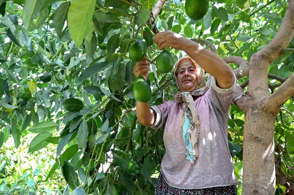 mersin buyuksehir belediyesinden tropikal meyve ureticilerine destek QgkyutWX.jpg