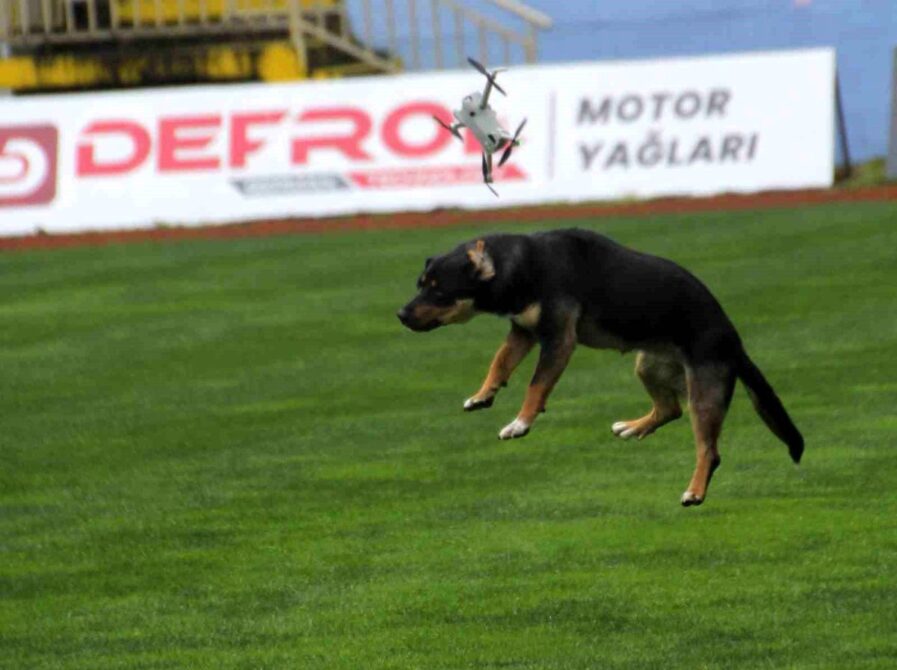 19 Mayıs Kutlamalarında Dron ve Başıboş Köpek Faciası: Tehlikeli Anlar Yaşandı
