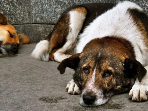 NATO Zirvesi Öncesi Sahipsiz Köpeklerin Toplanması İstendi
